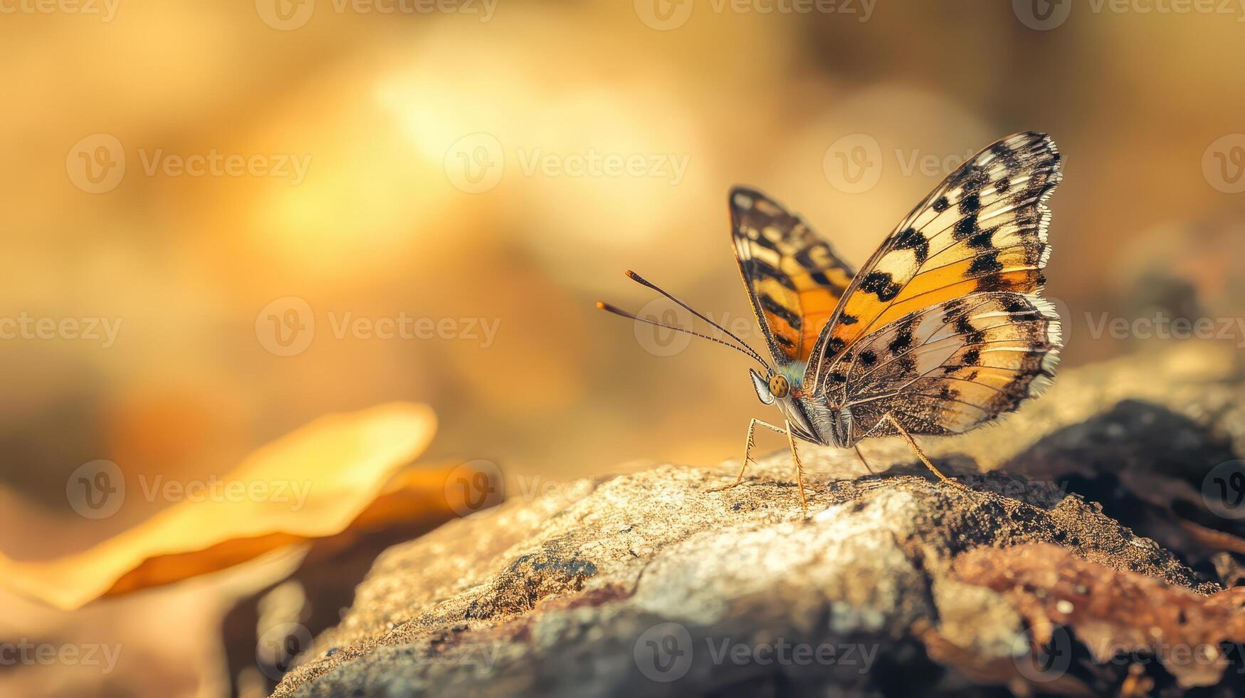 Butterfly on a rock in the forest photo