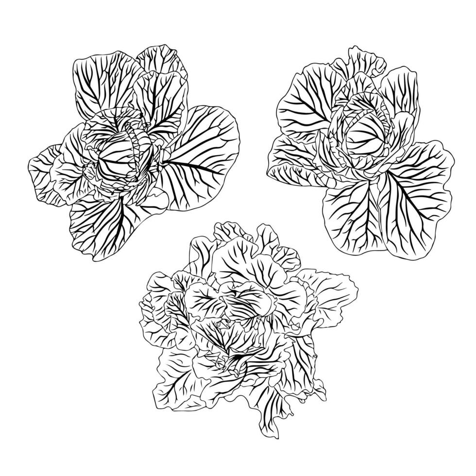 Cabbage plant with lush foliage. Set of three illustrations in doodle style. vector