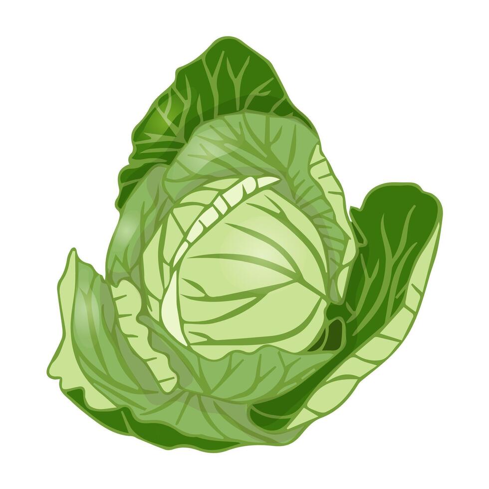 White cabbage in flat style. vector