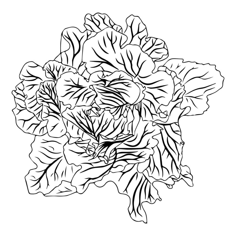 White cabbage plant with lush foliage and not yet set fruit. Doodle style. vector
