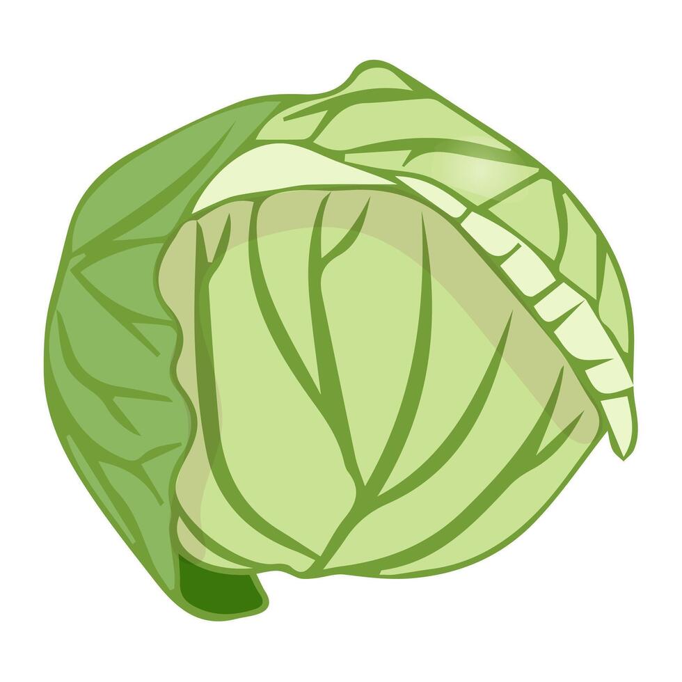 A simple head of white cabbage in a flat style. vector