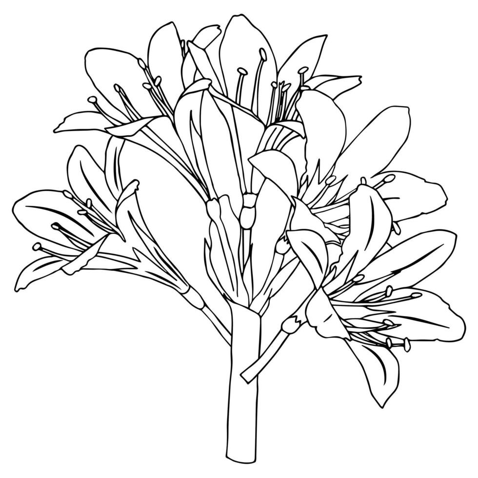 Five lily flowers on a short stem. Doodle style. vector