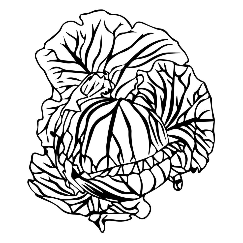 Cabbage head in foliage. Doodle style. vector