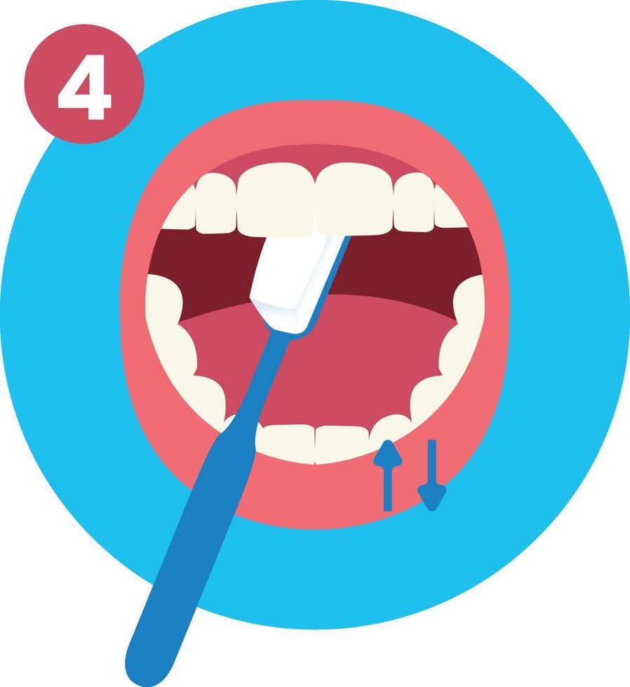 Fourth Step of How to Brush Your Teeth Step by Step Instruction Flat Illustration vector