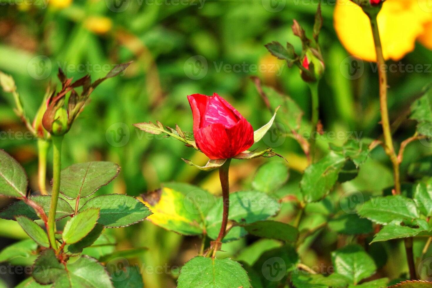 Vibrant Red Rosebud in Lush Green Garden A Romantic Floral Scene photo