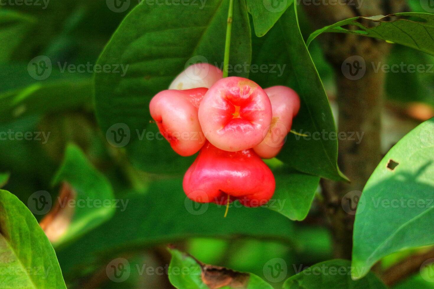Vibrant Rose Apples Cluster A Lush, Natural Still Life photo