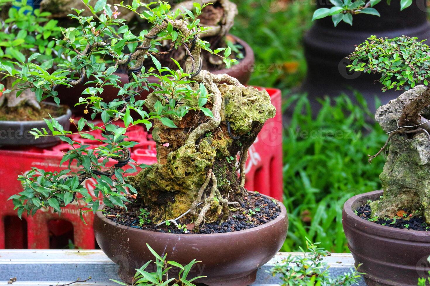 Lush Green Bonsai Tree on Rustic Rock, Serene Zen Garden Art photo