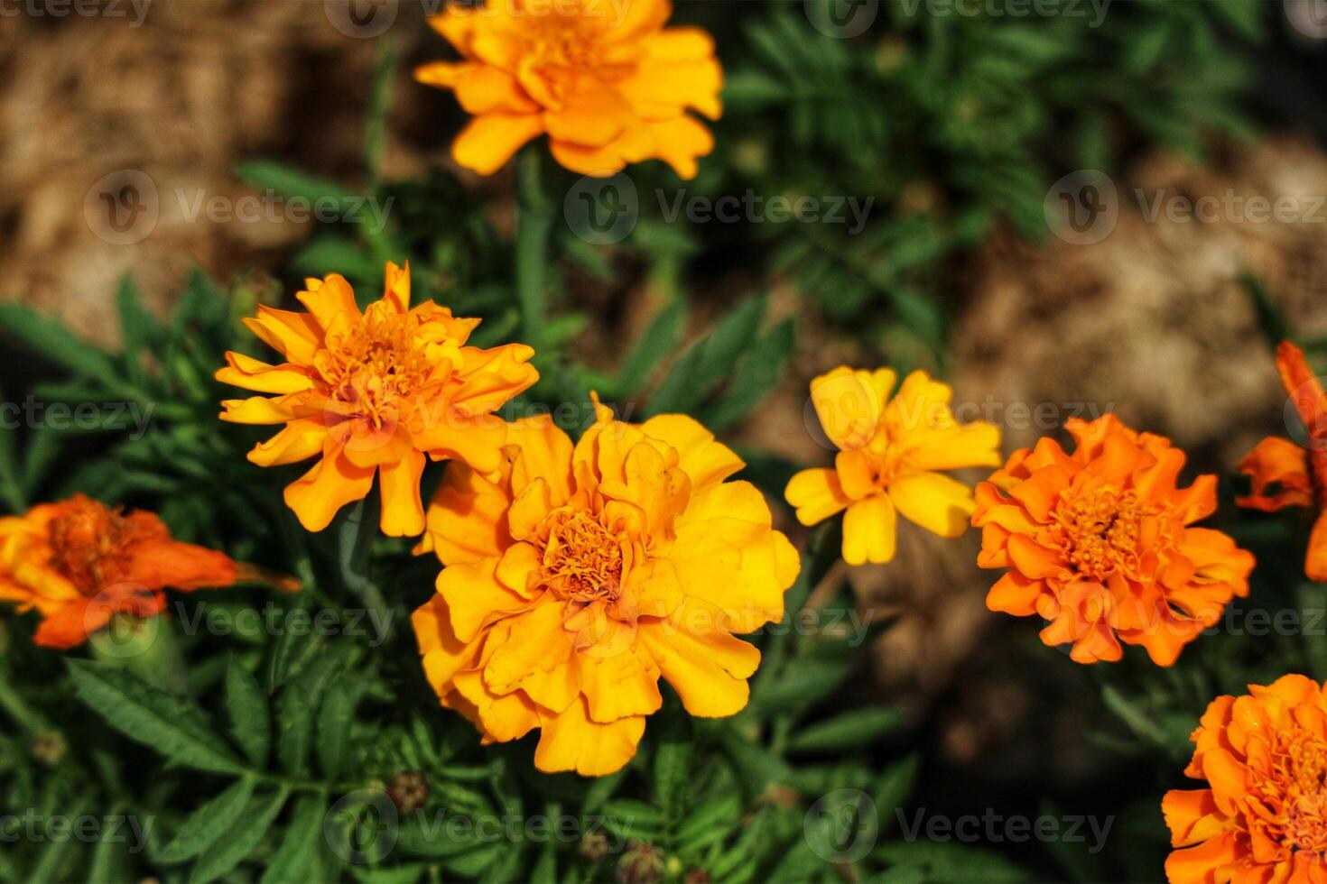 Vibrant Marigolds in Lush Green Garden A Sunlit Floral Scene photo