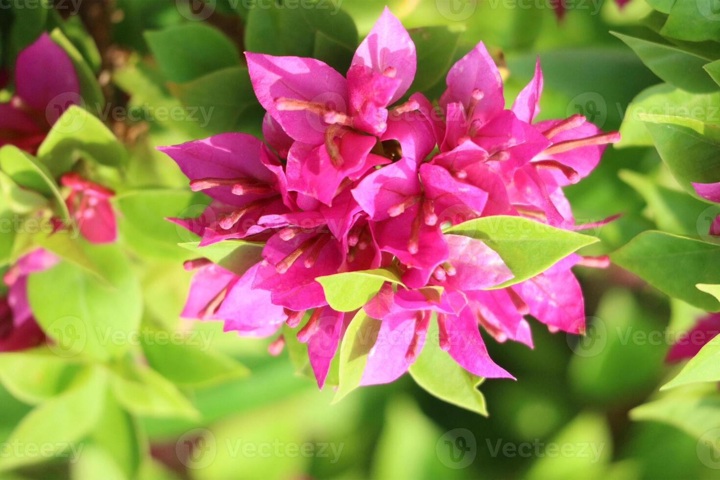 Vibrant Pink Bougainvillea Blooms A Sunlit Floral Delight photo