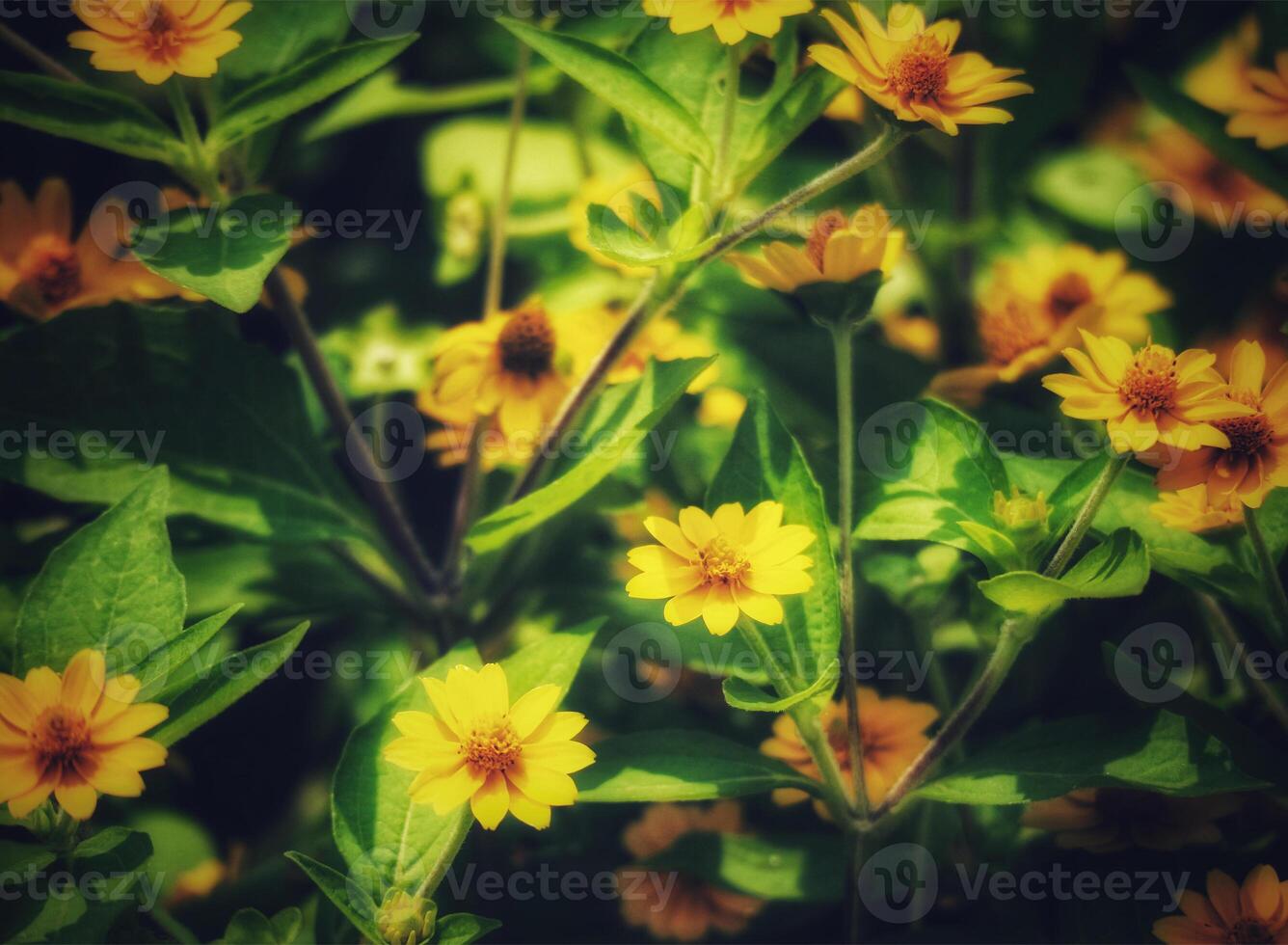 Sunlit Yellow Flowers A Vibrant, Rustic Floral Scene photo