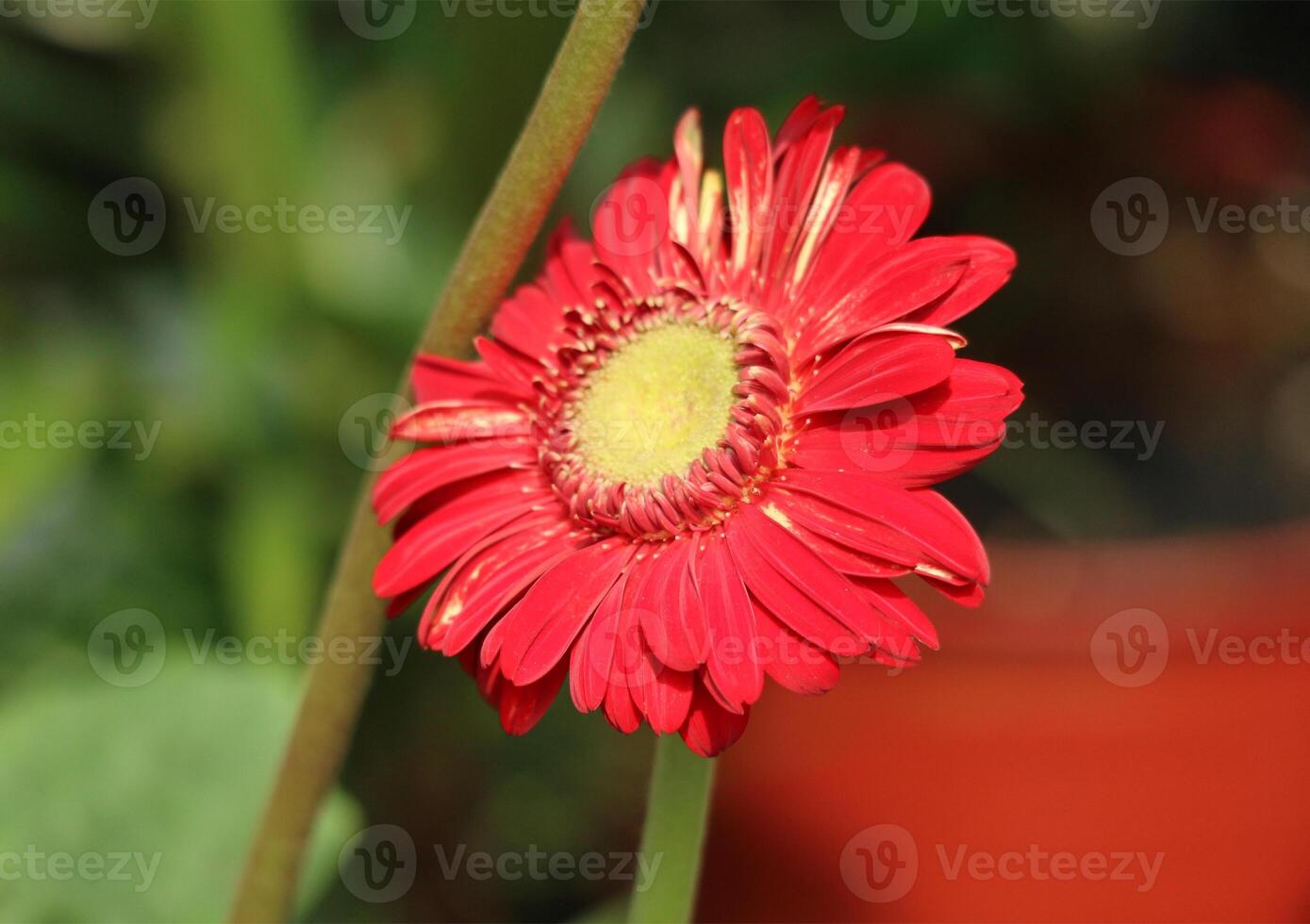 Vibrant Red Gerbera Daisy A Close-Up Botanical Study photo