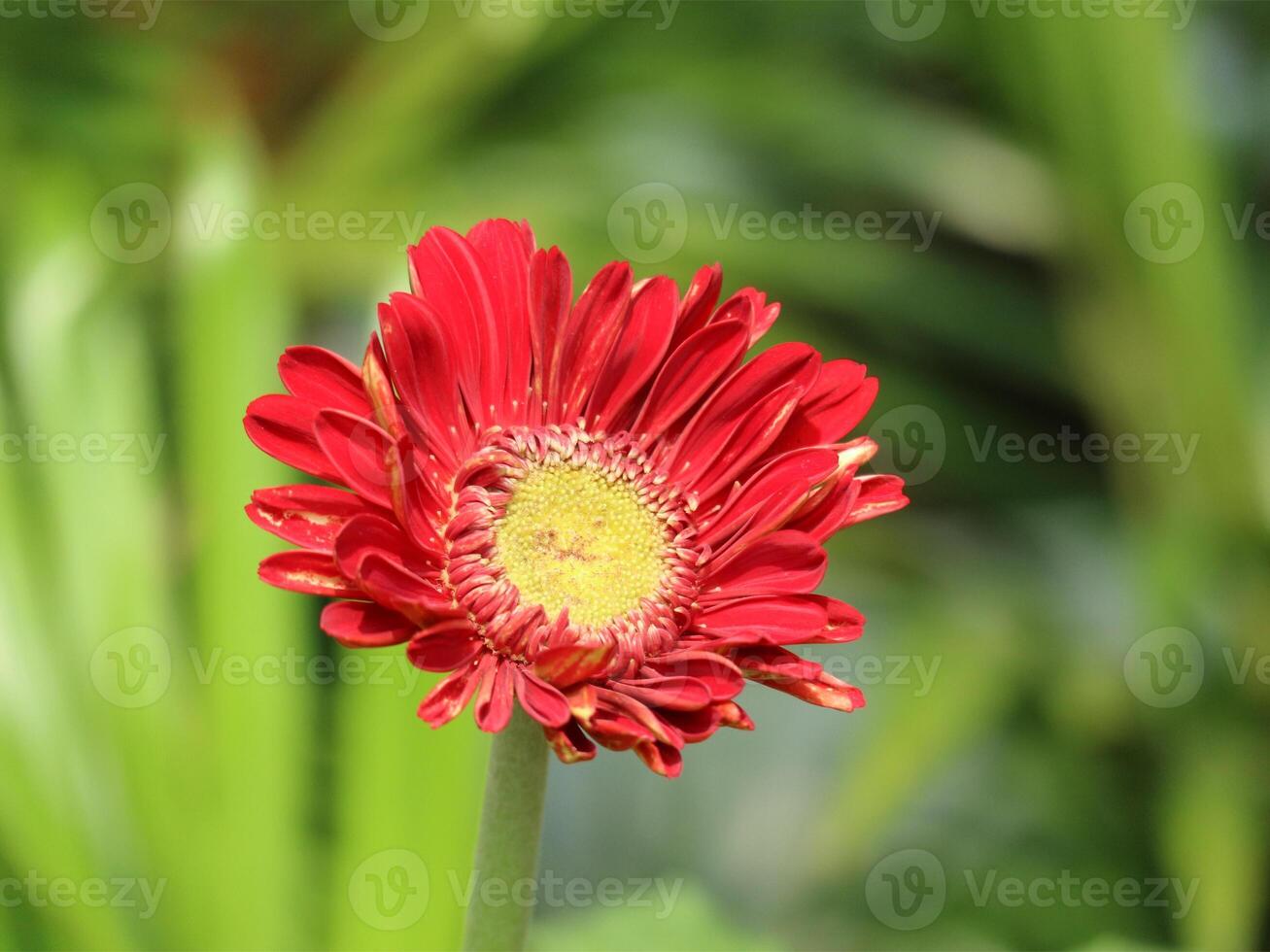Vibrant Red Gerbera Daisy A Close-Up Study in Vivid Color and Natural Light photo