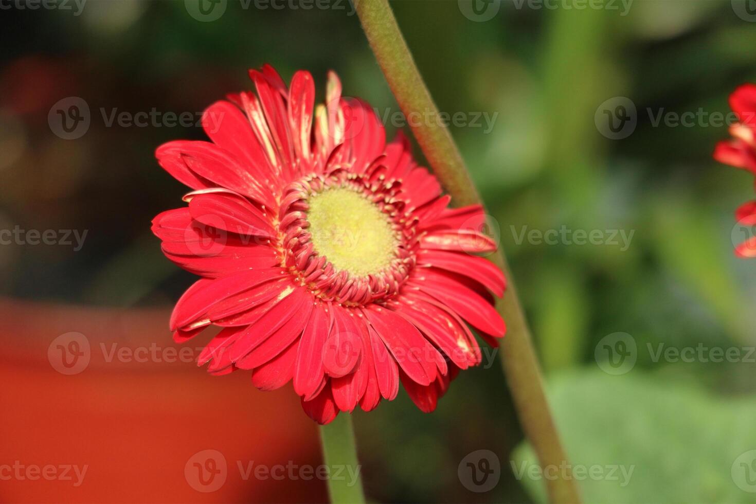 Vibrant Red Gerbera Daisy A CloseUp, Sunlit Floral Portrait photo