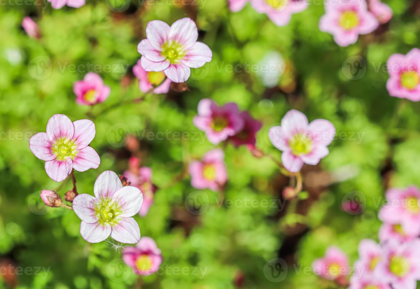 Delicate white pink flowers of Saxifrage moss in spring garden. Floral background photo