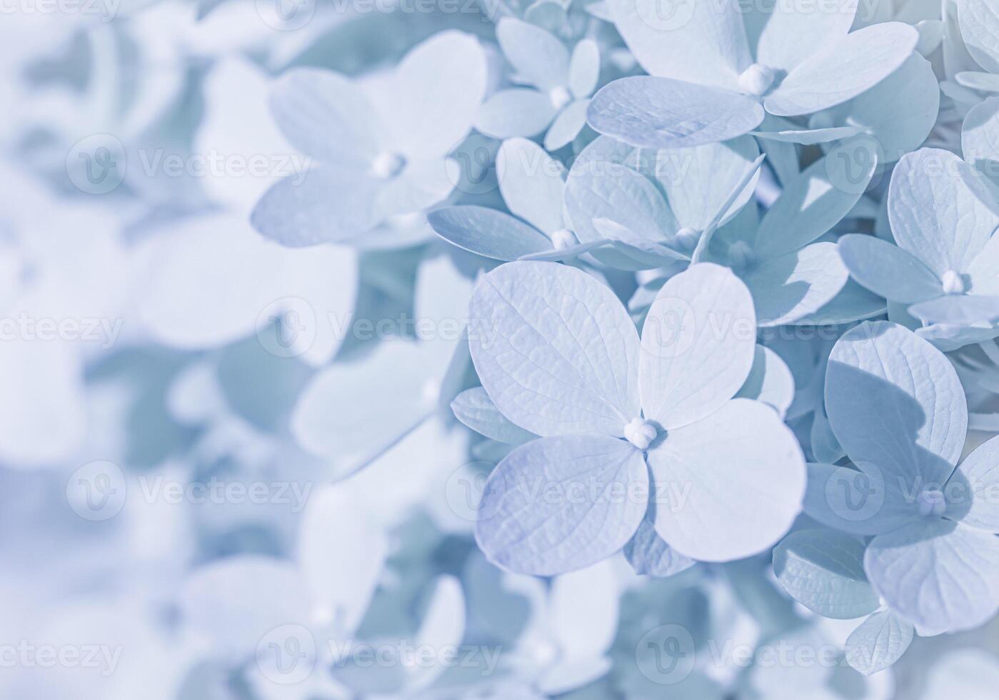 Background of white blue petals of Hydrangea or Hydrangea. Soft focus photo