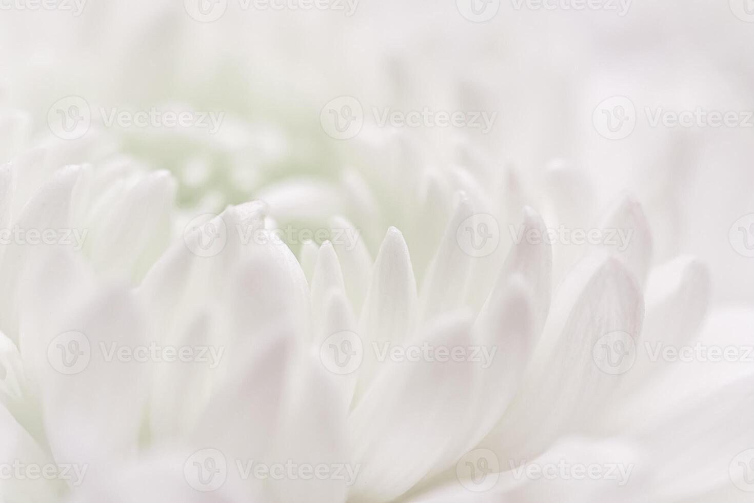 Abstract floral background, white chrysanthemum flower petals. Soft focus photo