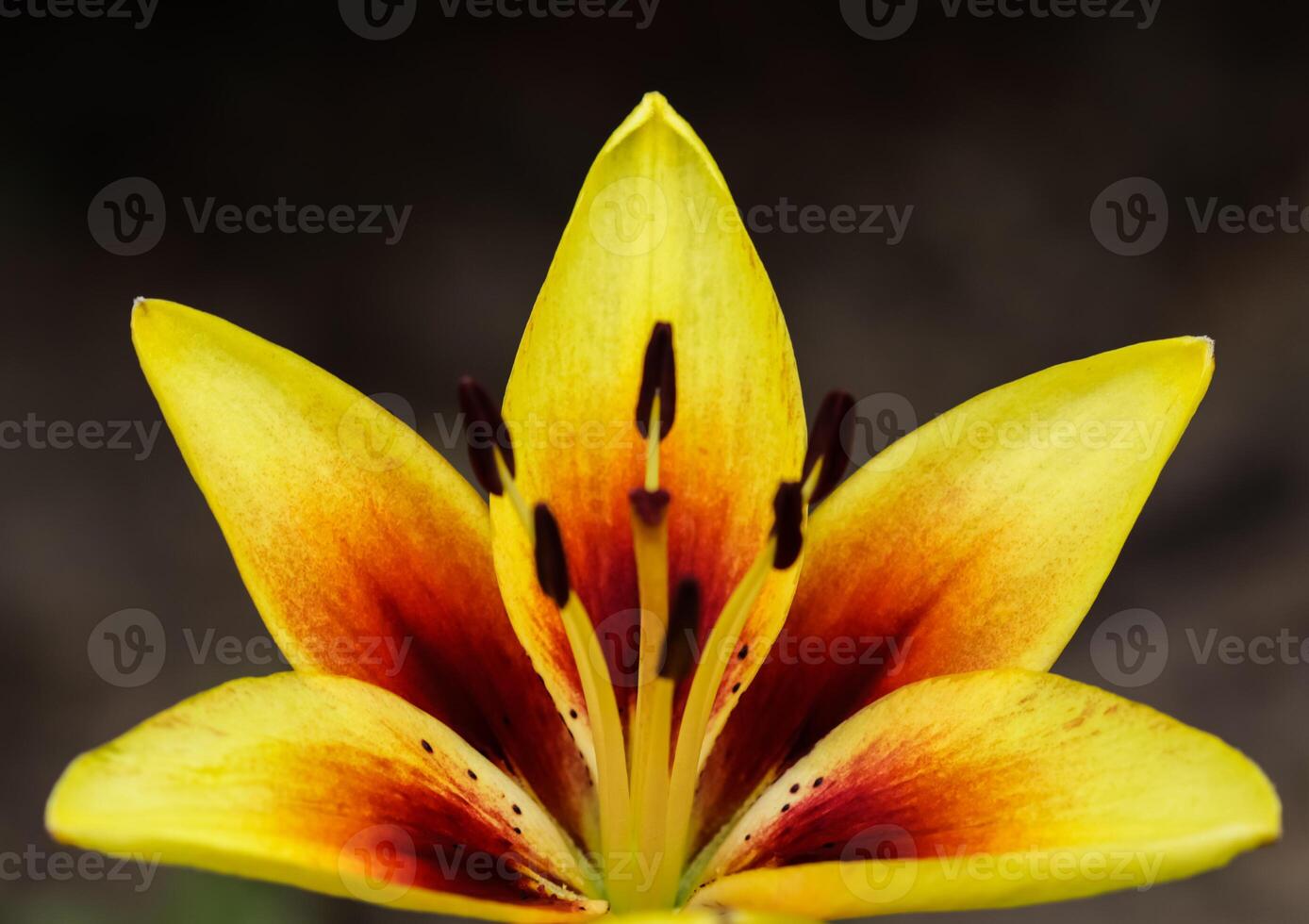 Beautiful yellow red Lily on dark background photo