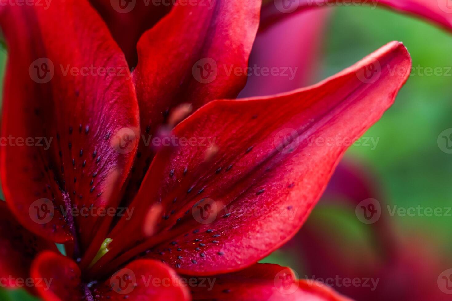 Beautiful dark red Lily on dark background photo