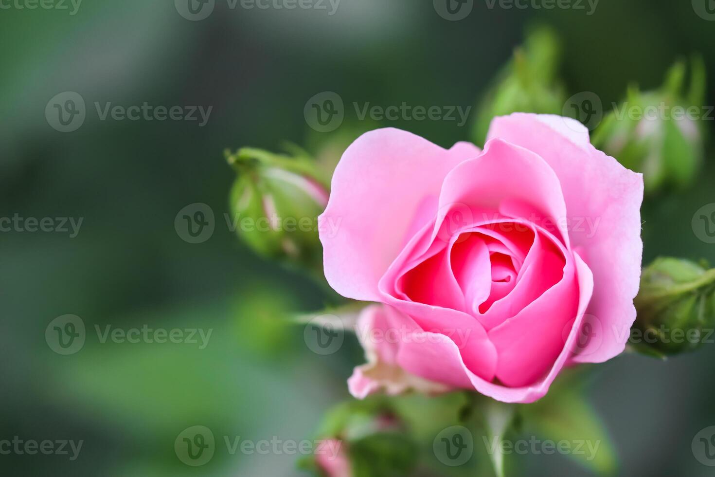 Soft pink rose Bonica with buds in the garden. Perfect for background of greeting cards for birthday, Valentine's Day and Mother's Day photo