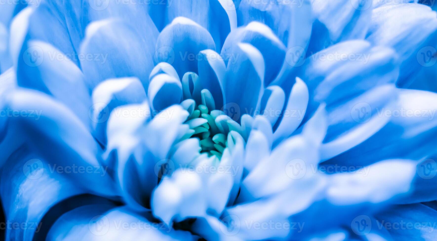 Abstract floral background, blue chrysanthemum flower. Macro flowers backdrop for holiday brand design photo
