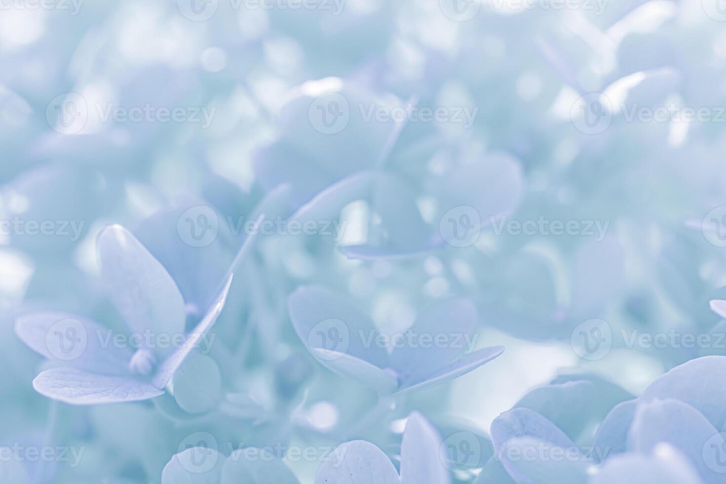 Background of white blue petals of Hydrangea or Hydrangea. Soft focus photo