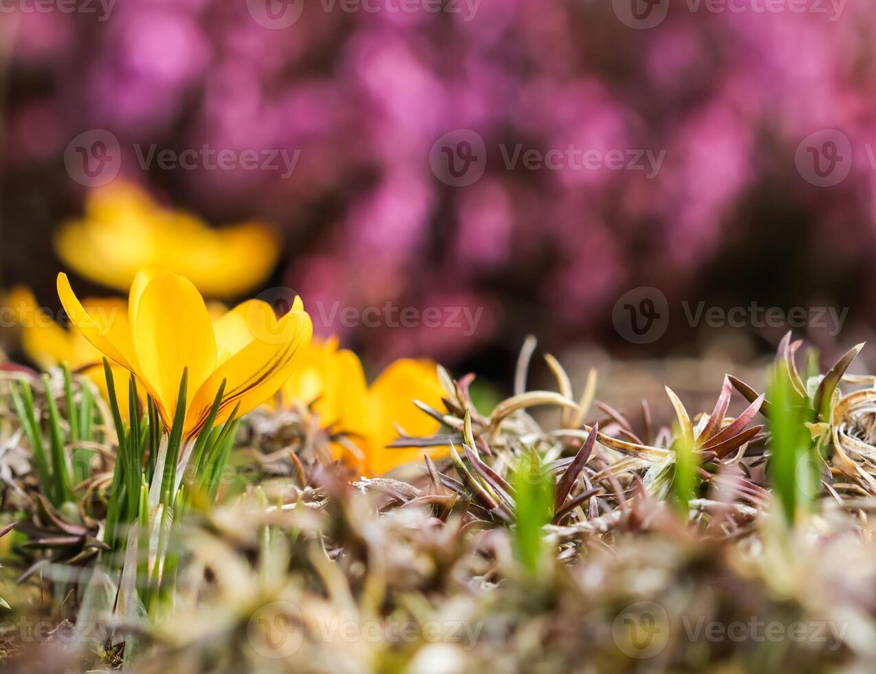 Spring is coming. First yellow crocuses in my garden photo