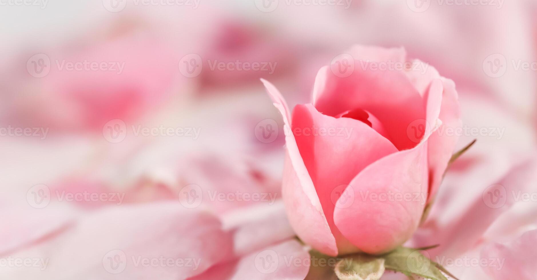 Soft focus, abstract floral background, bud of pink rose flower. Macro flowers backdrop for holiday brand design photo