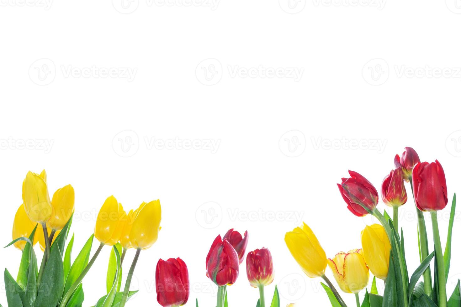 Red and yellow tulips on a white background. spring colorful flowers tulips. floral collection. photo