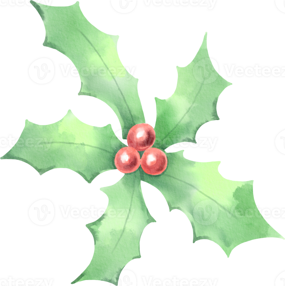 watercolor holly christmas png