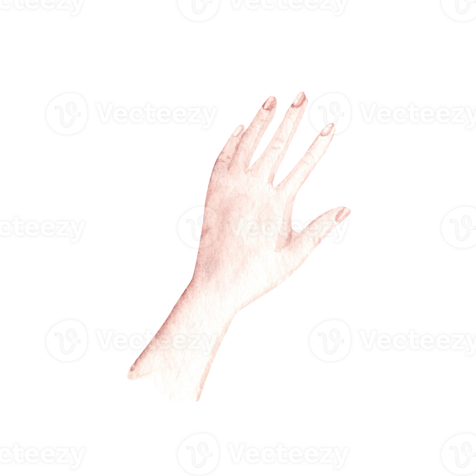 Woman left Hand. Watercolor hand drawn illustration in realistic style. Design element of arm laying on or holding something. png