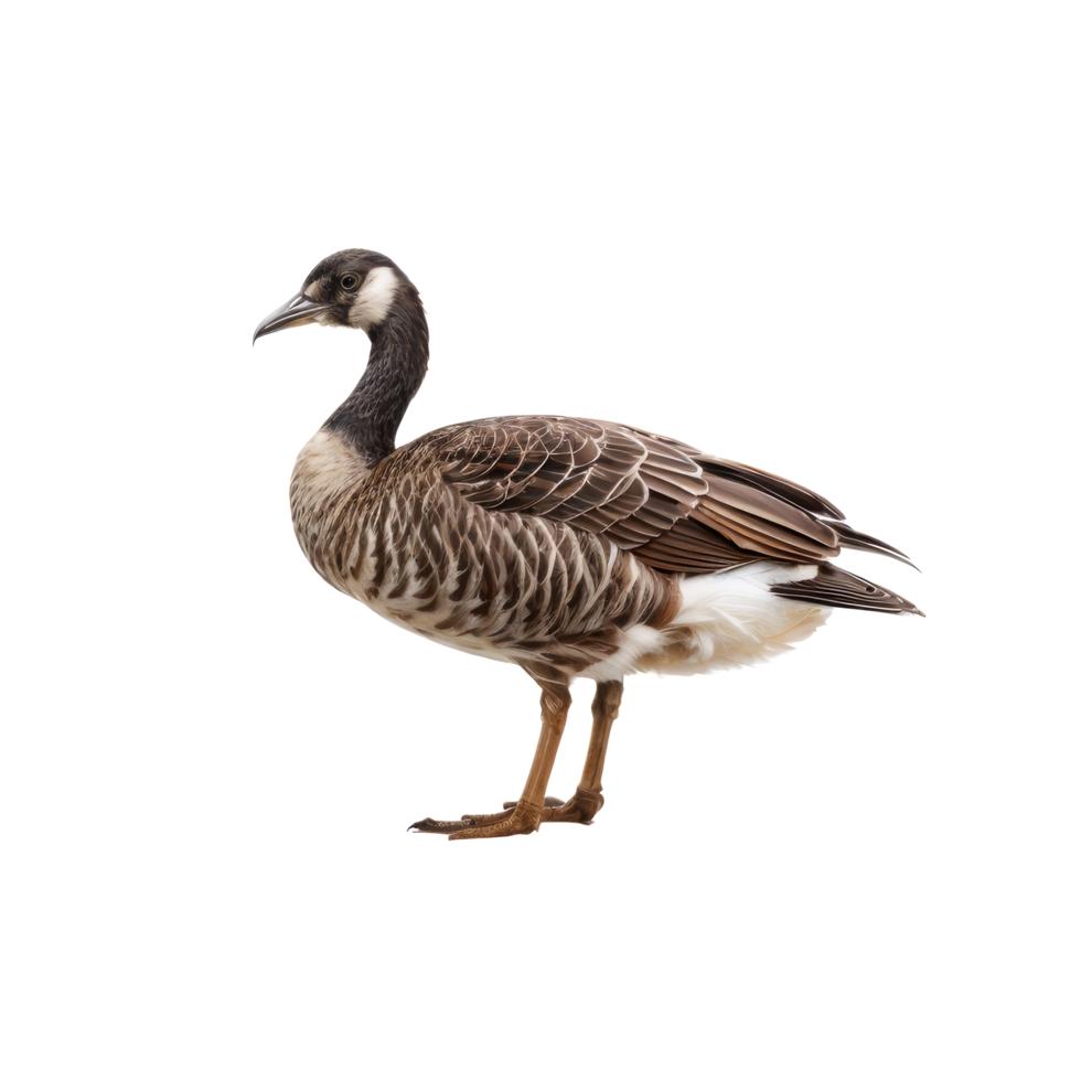 A goose is standing on a black background png