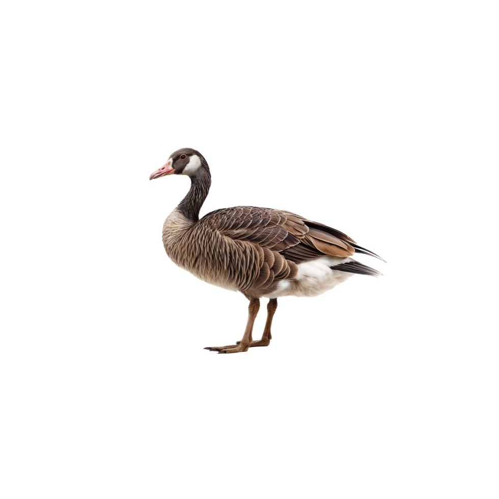 A goose is standing in front of a black background png