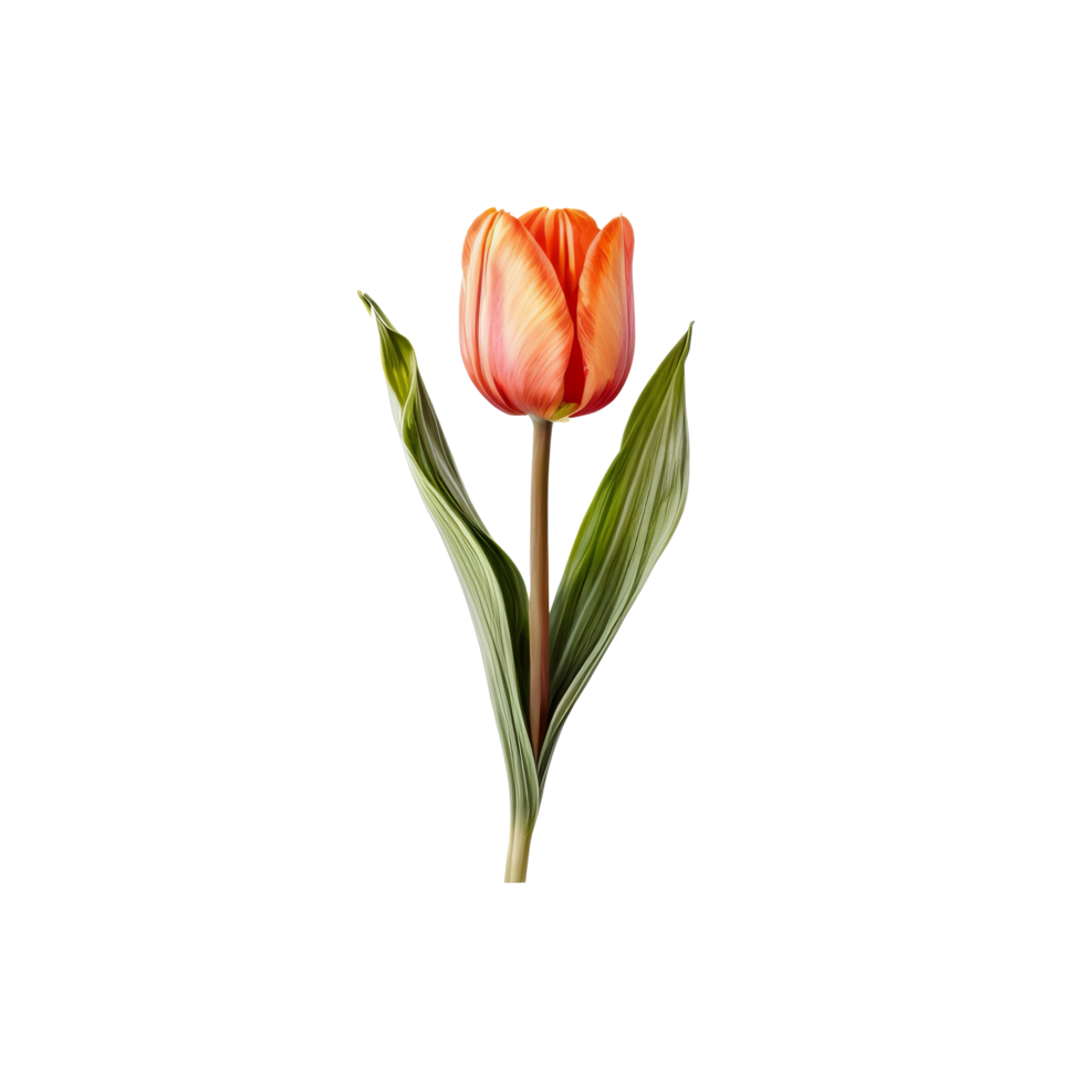 A single orange tulip on a black background png