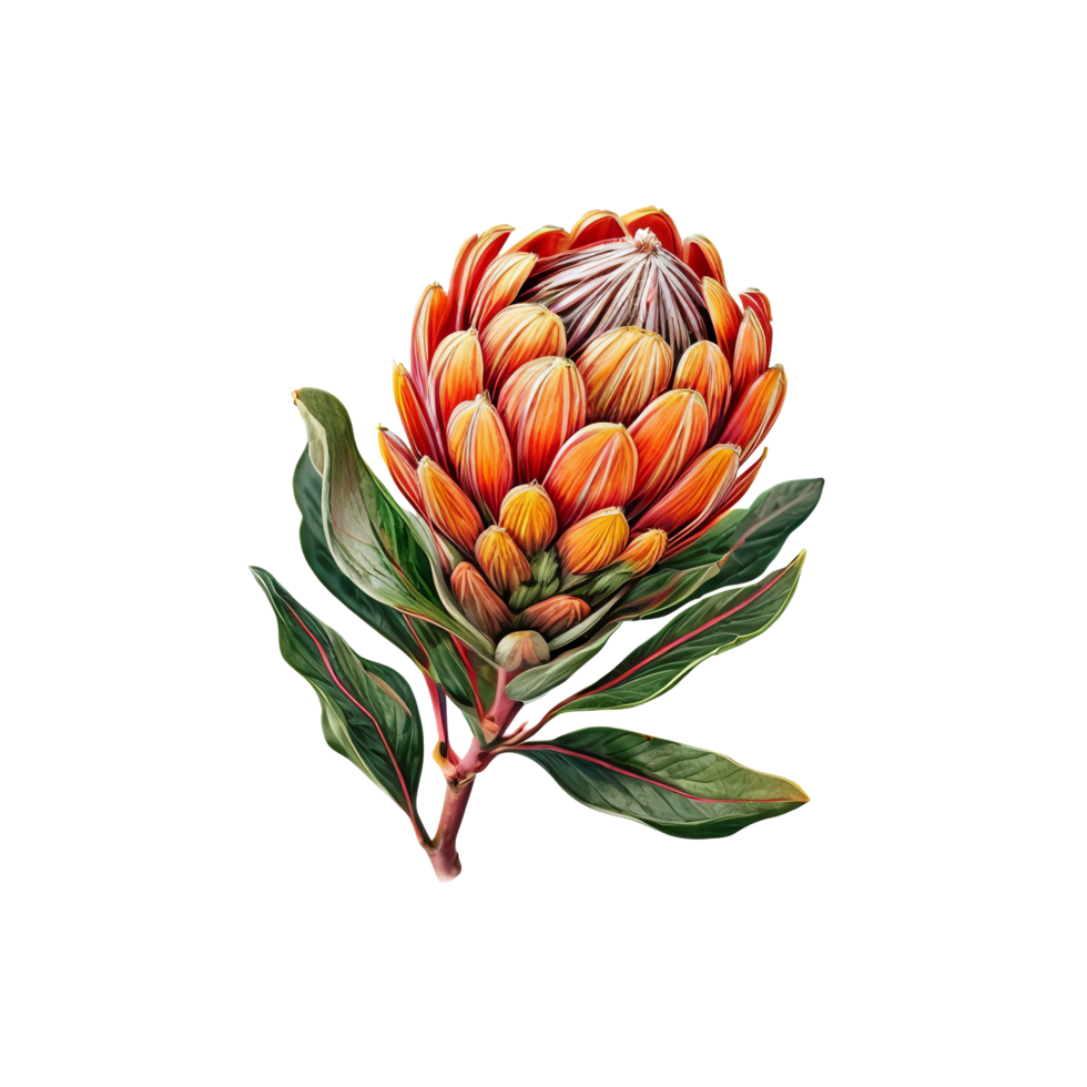 A painting of a protea flower png