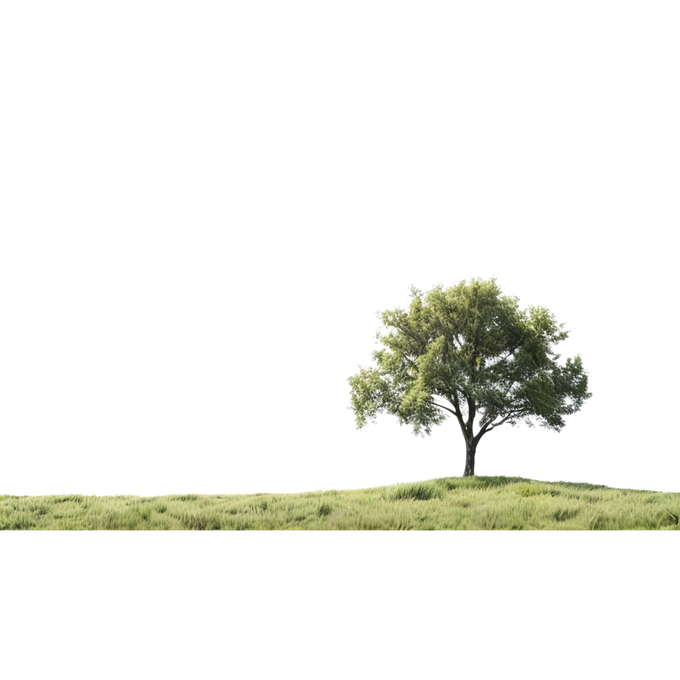 A lone tree in a grassy field png