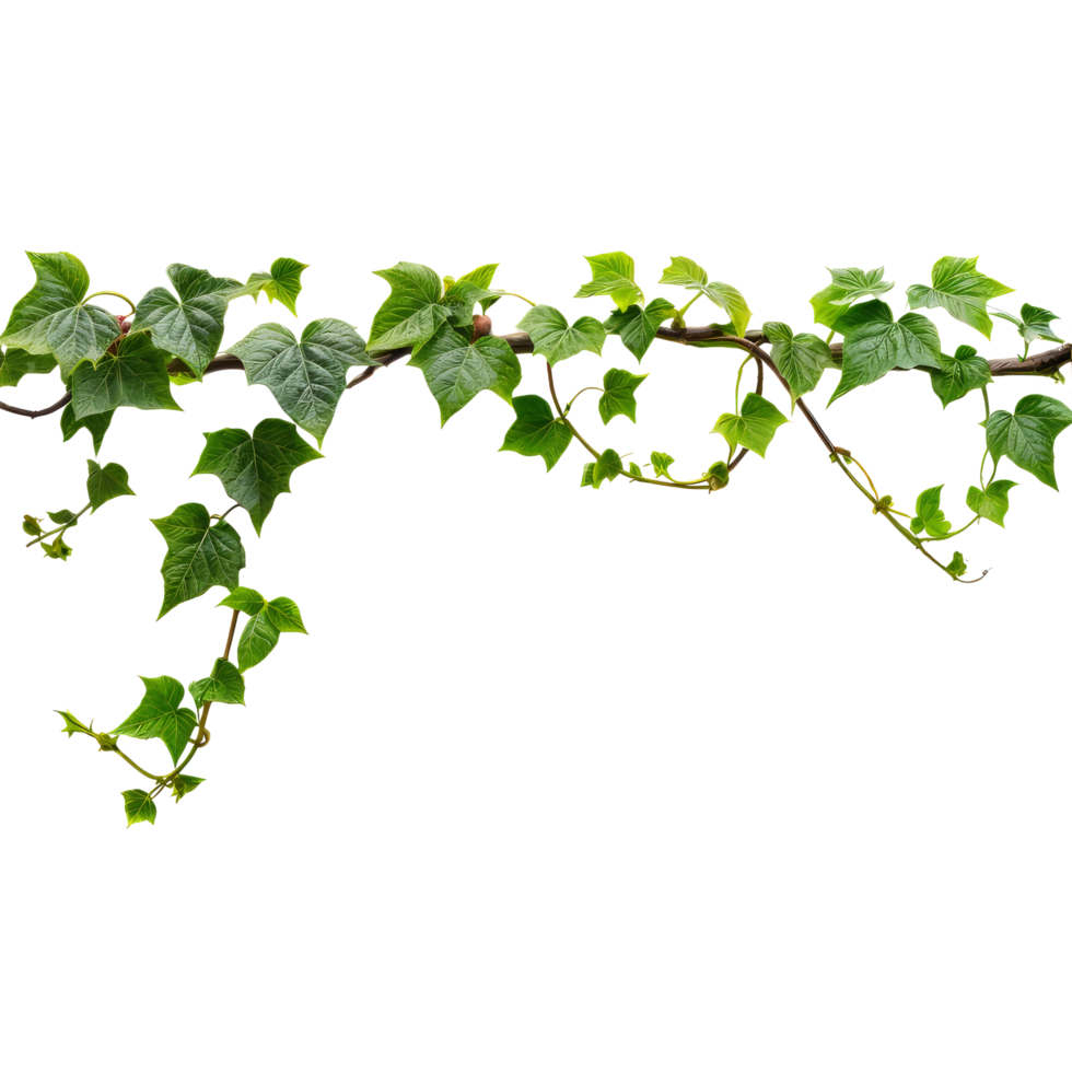 A vine with green leaves and leaves png