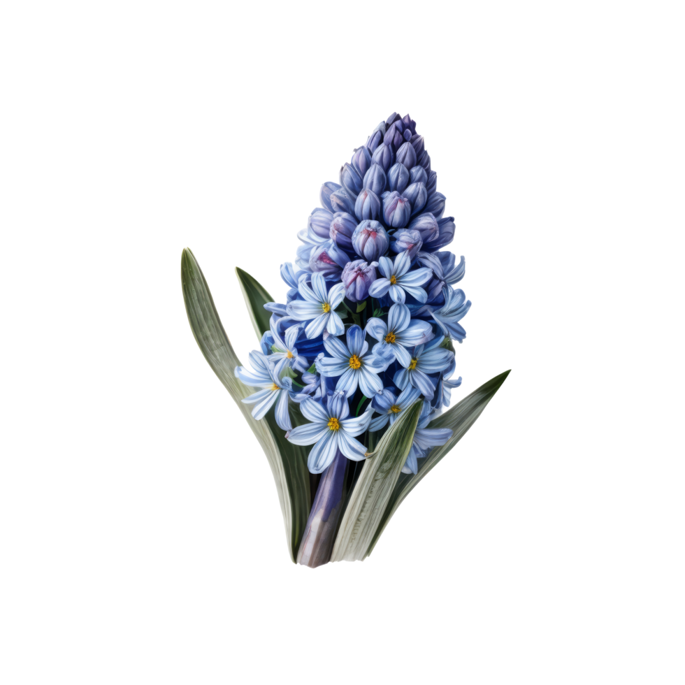 A blue flower is shown on a black background png