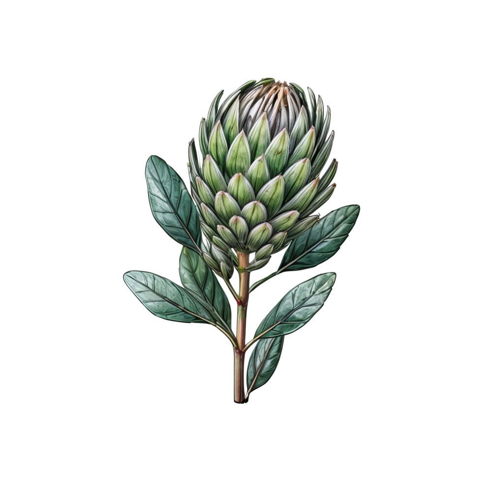 A green protea flower is shown on a black background png