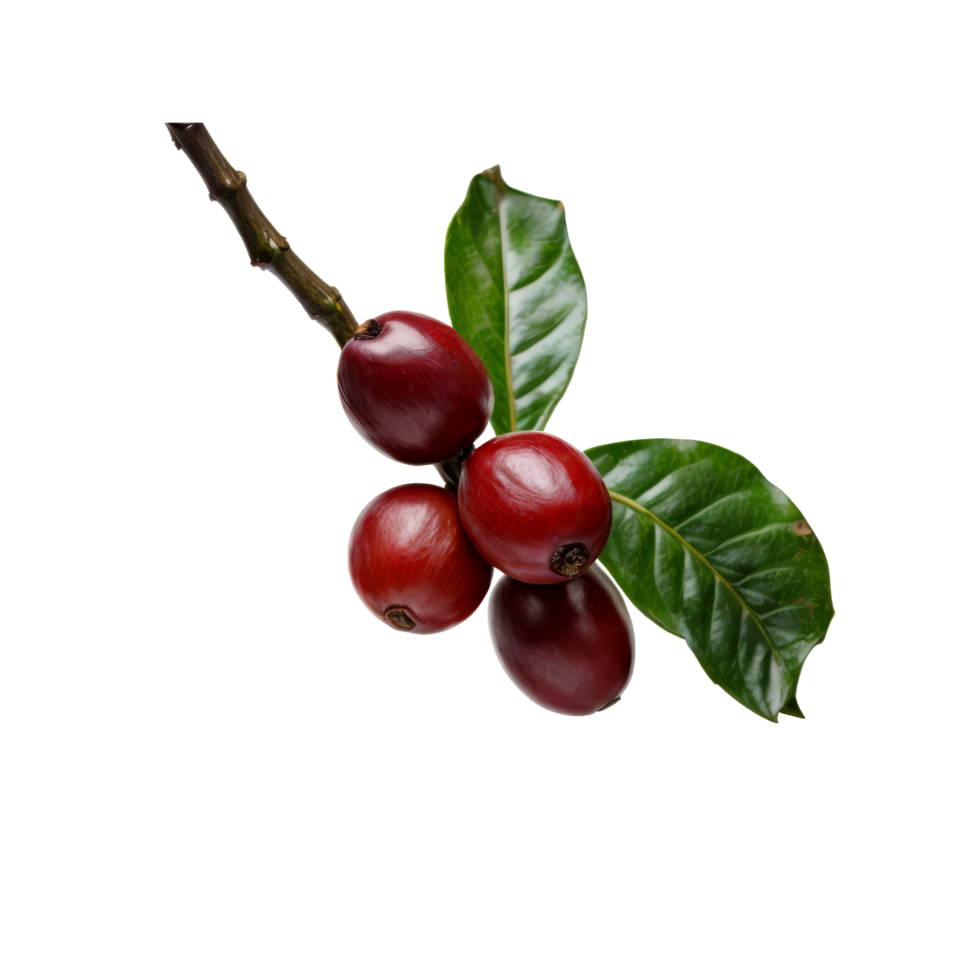 Coffee beans on a branch with leaves png