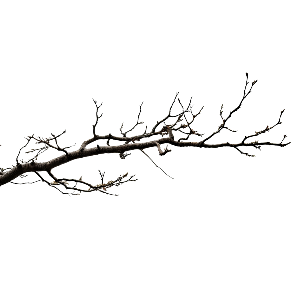 A branch with no leaves is shown against a black background png