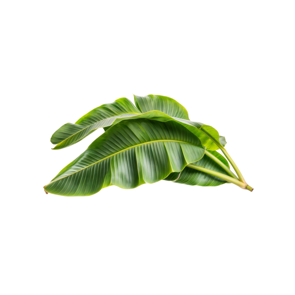 Banana leaf isolated on black background png