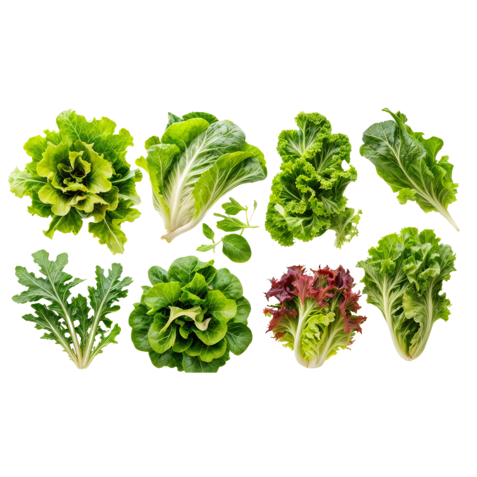 A collection of different types of lettuce png