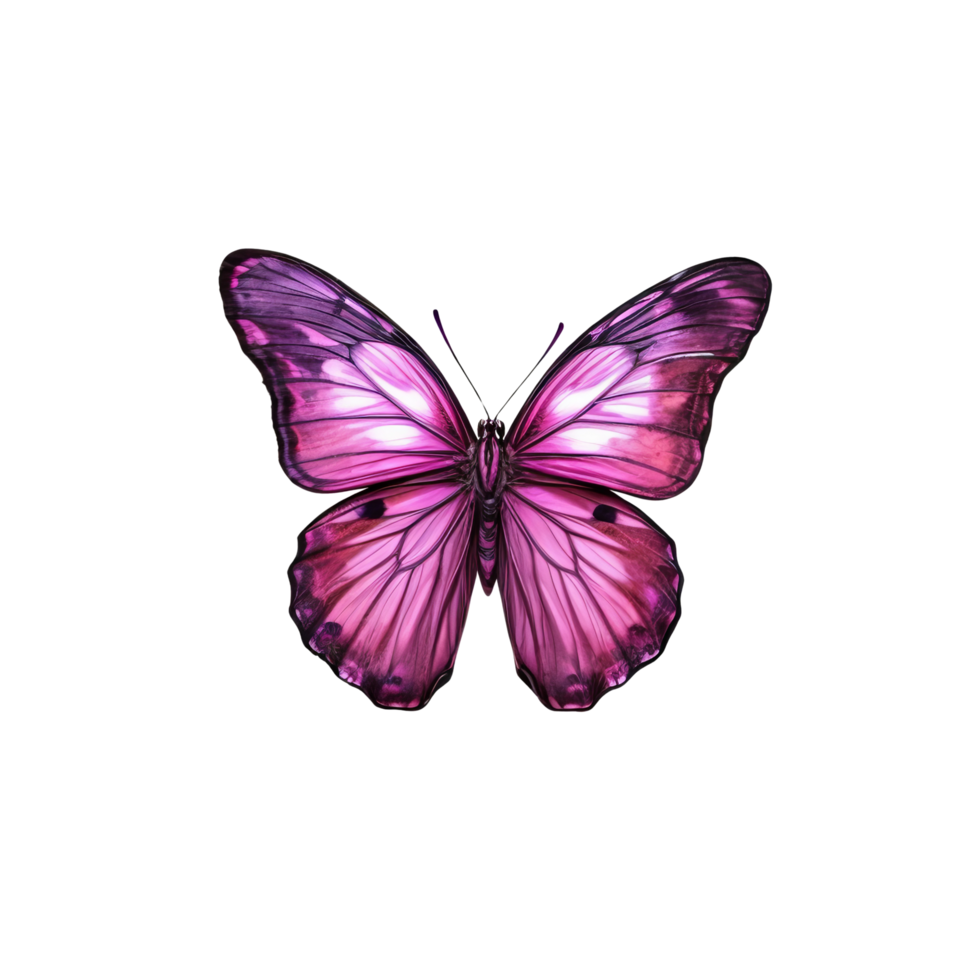 A purple butterfly on a black background png