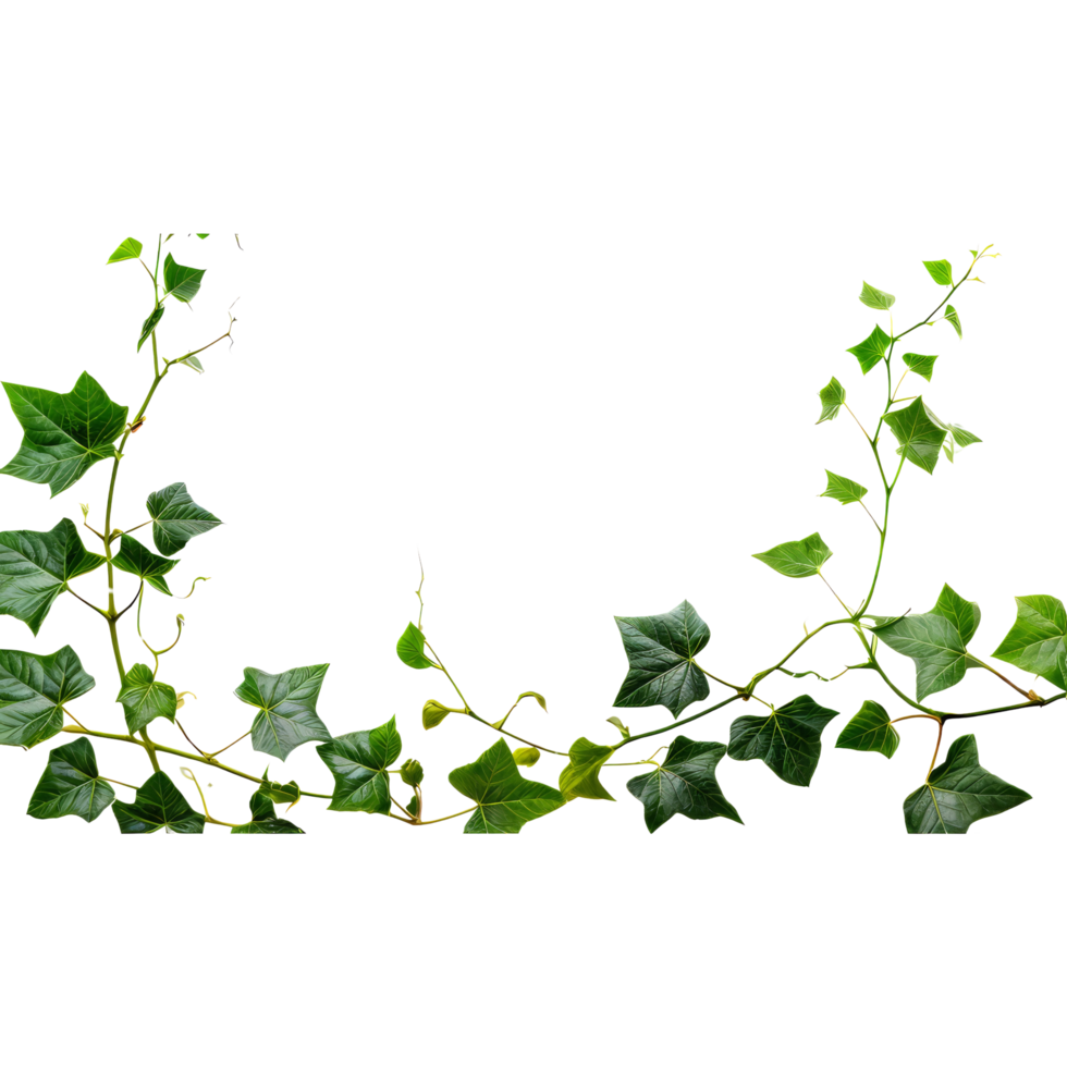A vine with green leaves and leaves png