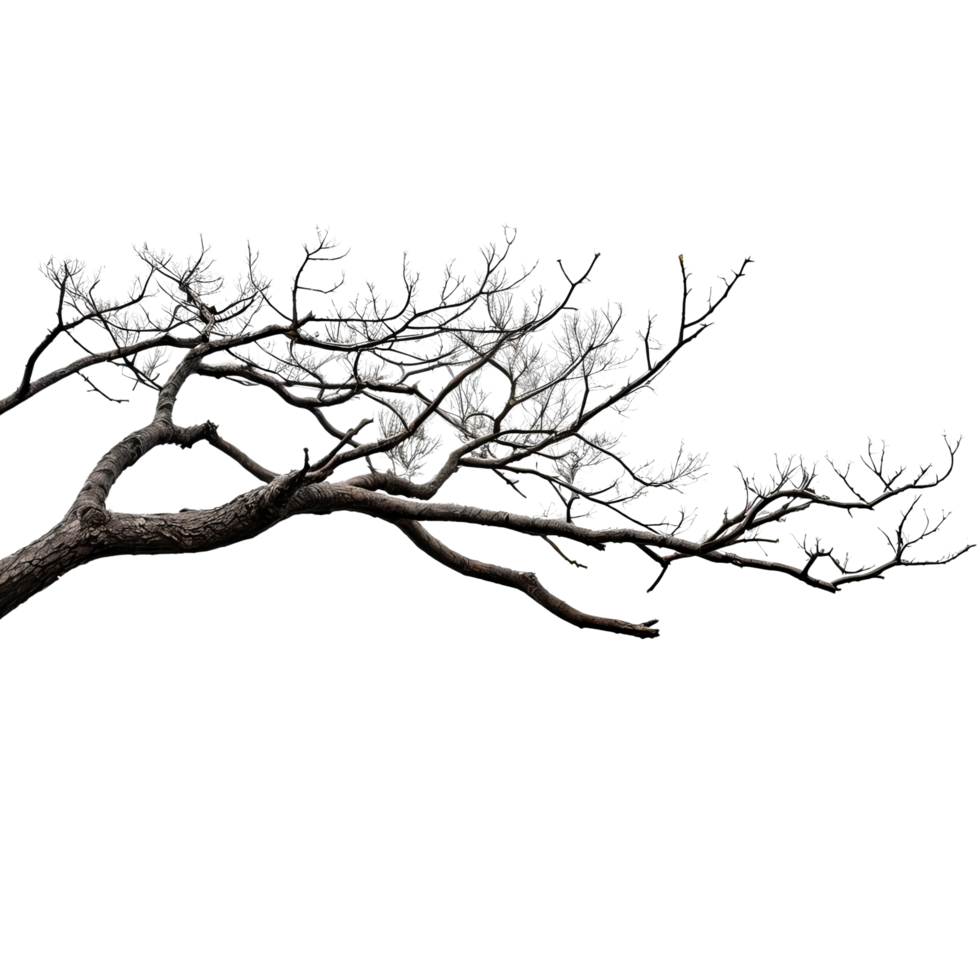 A black and white photo of a tree with white flowers png