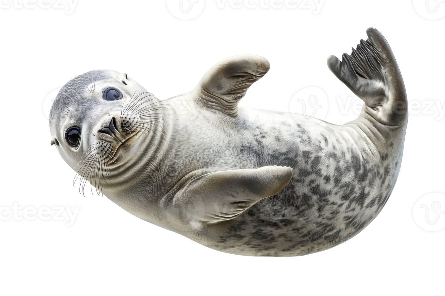 Adorable seal pup lying on its back, showcasing its speckled fur and playful expression against a transparent background. Perfect for wildlife themes. png