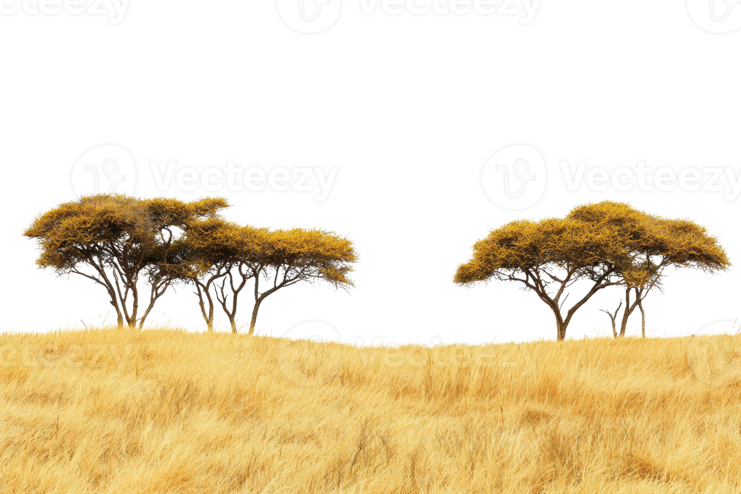 Acacia trees in a vast African savannah landscape against a clear sky, embodying natural beauty and tranquility. Perfect for travel and nature themes. png