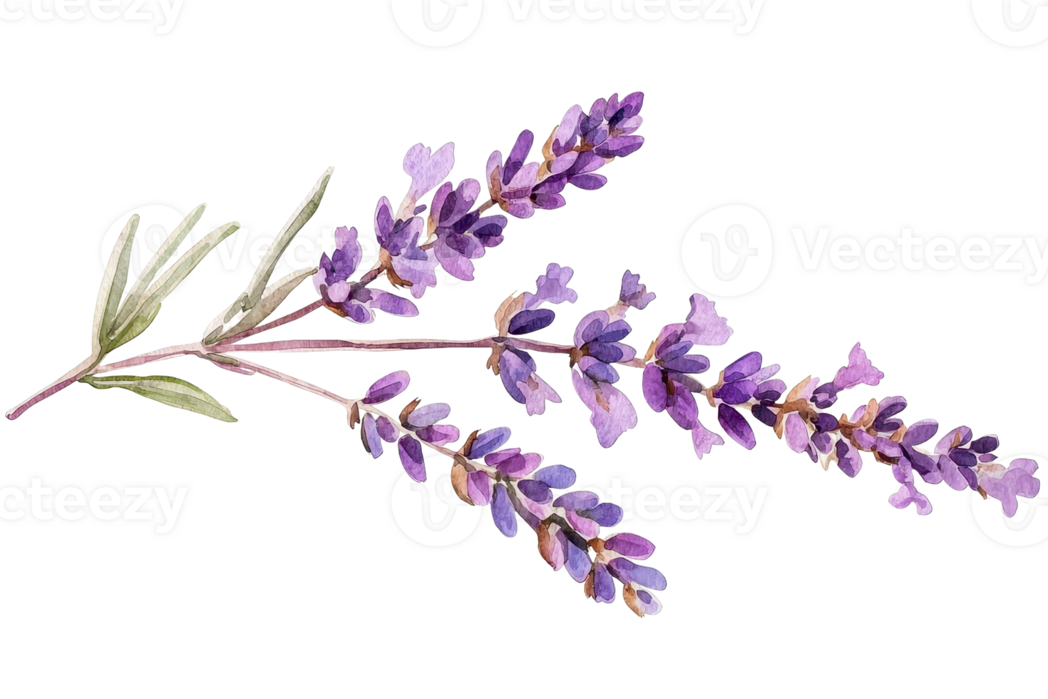 Delicate lavender flowers with vibrant purple hues and green stems, symbolizing tranquility and beauty in a natural setting. png