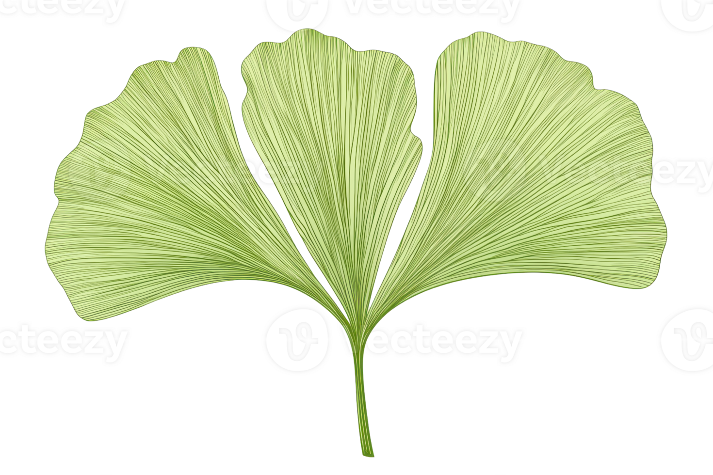 Closeup of a green ginkgo biloba leaf with distinct fan shape. Ideal for natural, botanical, or herbal themed designs and projects. png