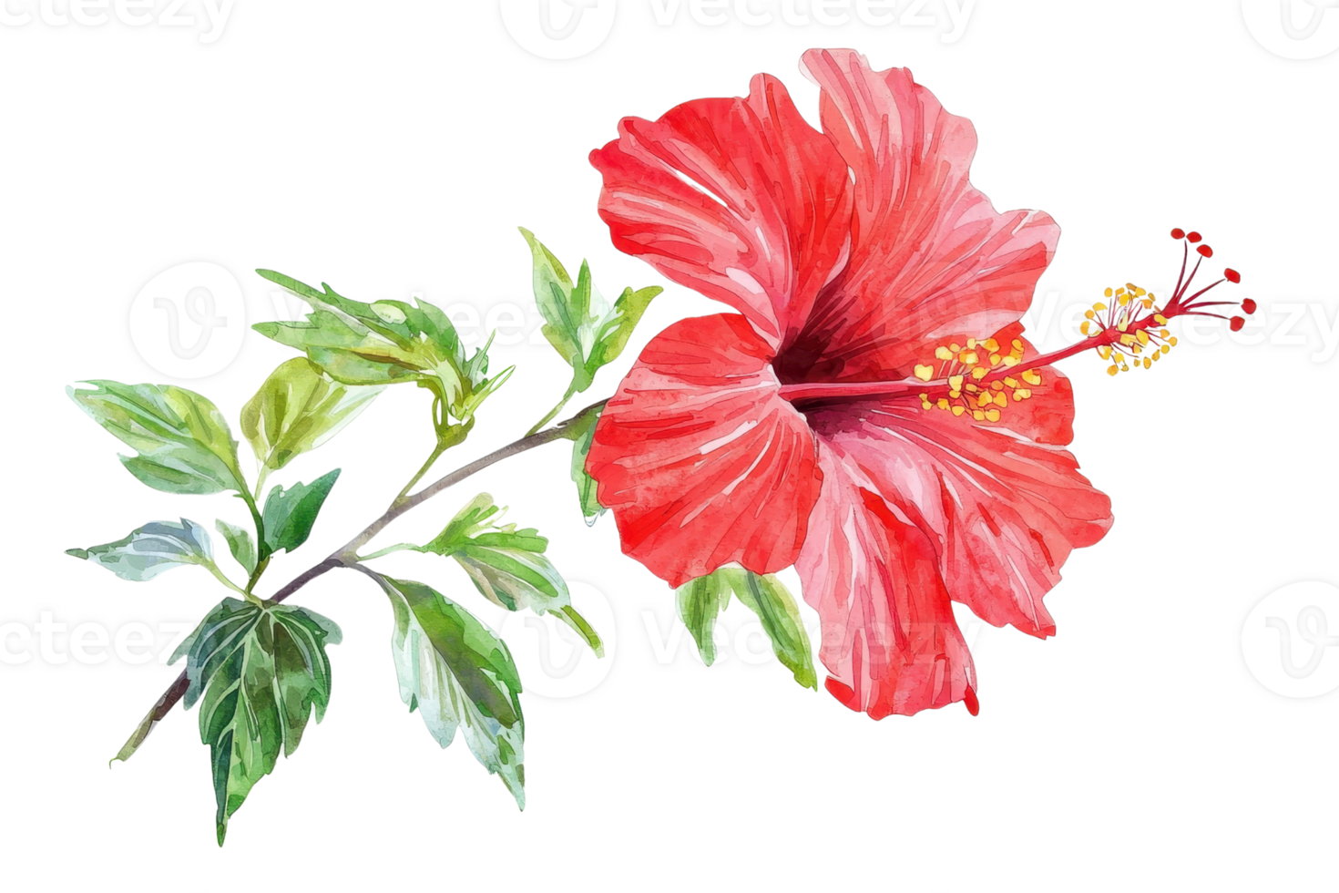 Watercolor painting of a vibrant red hibiscus flower with lush green leaves. Delicate artistry capturing natural beauty and elegance. png
